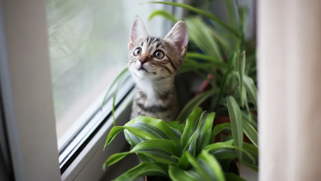 A kitten sits behind plants on windowsill looking up. The kitten is a tabby cat with golden cat eyes and brown nose. the window has greenery outside maybe grass or foliage. New pet-friendly apartment homes for rent with private fenced backyards in Arizona, Texas, Florida, and North Carolina with pool, pickleball, dog park, gym, clubhouse and gated community. *No breed or weight restrictions. Yardly